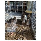 guinea keets