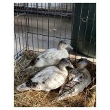 snowy call ducks