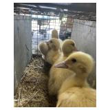 white muscovy ducklings