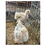 Splash brahma chicks