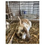 mini rex buck