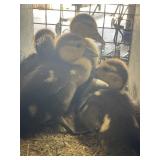 black and white muscovy ducklings