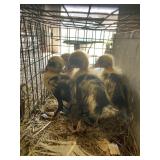 ancona ducklings