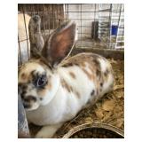mini rex buck
