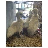 silver muscovy ducklings