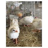 brown\white guinea keets