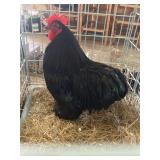 Black Cochin bantam rooster  show quality