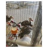 guinea keets