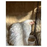 PAIR BRAHMA ISABELL
