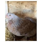 BRAMA HENS