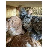 BRAHMA HENS