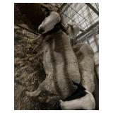 Ewe