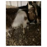 Nanny Goat