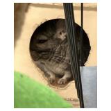 Chinchilla Male
