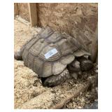 Sulcata Tortoise