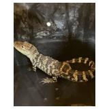 Alligator