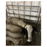 Ewe