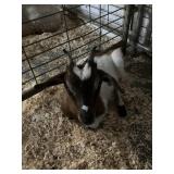 Nanny Goat