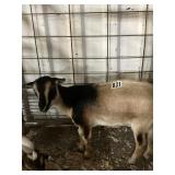 Nanny Goat