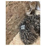 Ostrich Chick