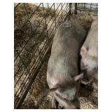 Kune Kune Pig