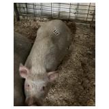 Kune Kune Pig