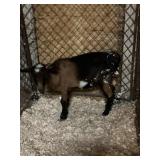Billy Goat
