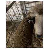 Ewe
