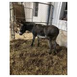 Mini Donkey