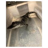 American Alligator