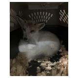3 month old Female Fox
