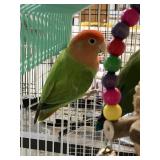 air LoveBirds