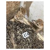 Ostrich Chick