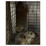 2 Females  1 Male Prairre Dogs