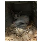 3 month old  Female Fox