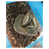 Ball Python