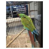 Femall Millitery Macaw