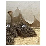 Ostrich Chick