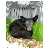 Blue 3 month Female Fox