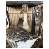GEESE