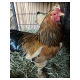 CHICKENS