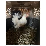 CHICKENS