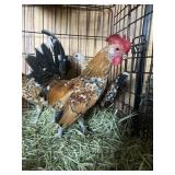 CHICKENS