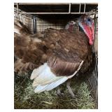TURKEYS