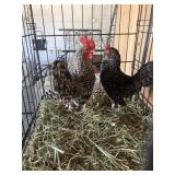 CHICKENS