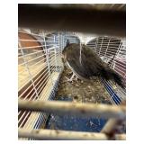 pied peachicks