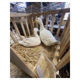 white pekin ducks