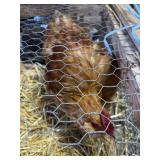 Rooster