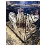 turkeys