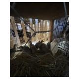 Guinea Keets